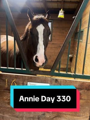 Annie is 330 days pregnant🐴💕 #foalingseason #foalwatch #broodmare #foalsoftiktok 