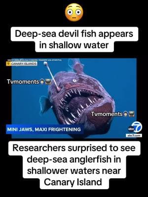 Deep-sea black devil fish appears in shallow water #canaryislands #california #deepsea #deepseacreatures #deepseafishing #blackdevilfish #anglerfish #devilfish #fyp #fypシ #viral #viralvideo #tvmoments🙆🏻‍♂️📺  