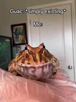 #frog #pacmanfrog #frogtok #cutefrogs #froggy #pacmanfrogsoftiktok #amphibian #pet #PetsOfTikTok #petlover #petlife #cutepet #animal #animalsoftiktok #animalfriends #funny #funnyanimals #guac #fyp 