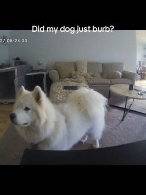 I think it was Boo this time… #samoyed #dogcamera #furbo #furbodogcamera #dog #dogsoftiktok #dogfunny 