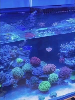 @Vivid Creative Aquatics #reeftanksoftiktok #reeftanksoftheworld #reeftank #reefvibes 