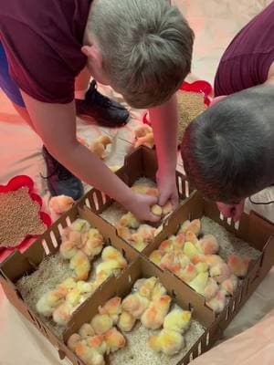 Chicken Ranch #stantonranch #4h #project #broilers #fun 