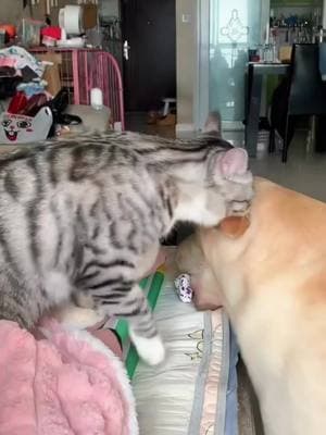 Cat vs dog##cat #cats #catsmoves #tiktokcat #catsoftiktok #fyp #foryou #funnycats #funnyanimals #funnypets #funnyvideos #kitten #funnytiktok #cutecats #pet #funny#dog#horse#Seagull #raven #crow #bird #parrot #macaw#usa#usa#usa_tiktok#Cole duck#VIRAL