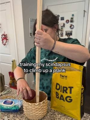 #GlowUpCetaphil  Let’s see how this goes. 😅😅 Thanks @Shelby Wright | GrownWright for the inspo!!  #PlantTok #plantcare #plantprojects #plantproblems #plantlady #houseplants 