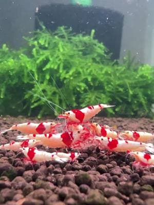 Classic and beautiful. #aquarium #shrimptok #shrimptank #mariosshrimptanks 