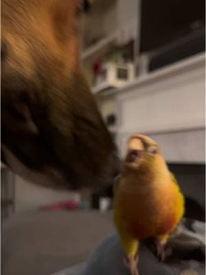 She’s small and mighty and takes no shit 🤣🦜🫶 #birb #birbsoftiktok #conuresoftiktok #conures #birdsoftiktok #germanshepherdmix #germanshepherd #germanshepherdsoftiktok #rescuedogsoftiktok 