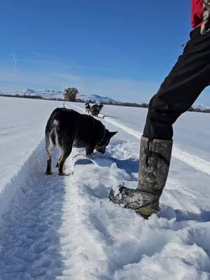 just wanna hang out with my herd of heelers.  #highenergydog #cowdog #blueheeler #austrailiancattledog #walkies #snow #dogmomlife #doggo #farmlifestyle #noonecaresworkharder #dogmom 