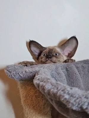 I just fell #devonrex #devonrexkitten #kittens #kitten #cat #gato #yokokat 