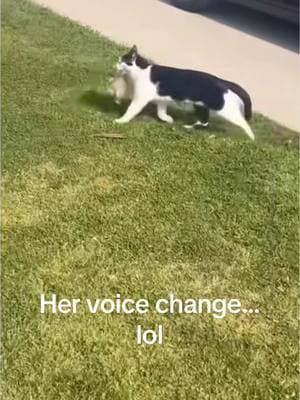 Her voice changes that’s the most hilarious part of this whole video.  That cat was not gonna give it up.  #cat #cats #catsoftiktok #rabbitsoftiktok #pet #PetsOfTikTok @Alex Mathis @lisacallahan86 @roxieljones @Breanna Callahan @Dana Elizabeth Baker @kevinmladnier0628 