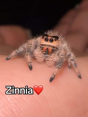 Zinnia ❤️  #jumpingspider #myspooders #jumpingspideroftiktok #phidippusregius #regaljumpingspider #friend #pretty #zinnia 