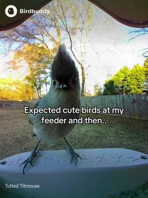 No, it’s not squirrels this time 🤨 #birdbuddy #birdfeeder #wildlife #birbs 