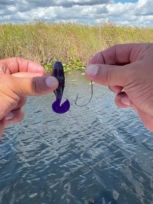 How to rig the Mutant Toad with a cyclone hook with the hook that comes in the pack 💪. If you love the topwater blowup then you gotta get your self pack of my toads🔥they are available in my shop🤜🤛 #urbanfloridafishing #floridafishing #fishingvideos #bassfishing #mutanttoad #fishing #canalfishing 