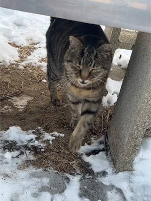 Wednesday Breakfast w/Daily Hiss #fyp #dailyhiss #feralcatsoftiktok #cats #catlovers #tnr #trapneuterreturn #helpcontrolthepetpopulation #spayandneuteryourcats #cattok #feralcat #feralcats #tnrworks #cat #colonycats #colonycaretaker #worldtok 