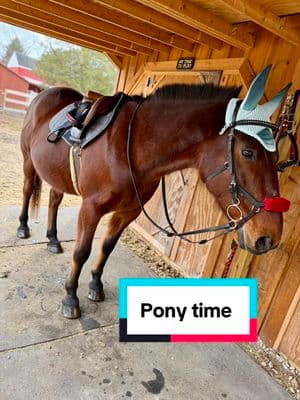 Pony time is the best time #ponytime♡ #ponytime #scooter #geldingsoftiktok #gelding #isaidwhatisaid #horses #equestrian #fyp #horsesoftiktok #wildlife #wild #horsingaround #best #bestboy #ottsb #🐴 #fypシ 