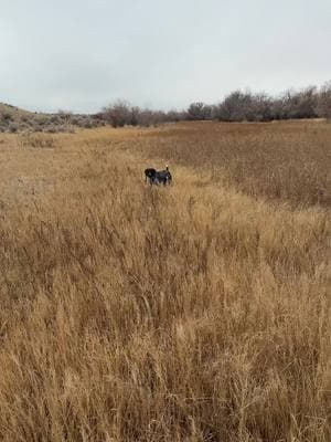 Brother and Sister teaming up🔥 - Mae and Tank showing off their stuff!  - Mae with the find and Tank with the honor.  They both held the bird  phenomenally.  - Couldn’t ask for better cover or weather for chasing some Roosters🫡 - #pheasant #germanshorthair #pointer #upland #guiding #9milekennels #birddog #puppy #birddogs  