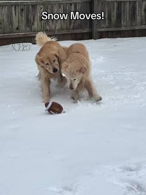 We got the moves! #goldenretrieversoftiktok #snowday #dogsandsnow #snowdogs #goldenretrieverlife #goldenretrieversontiktok #goldenretrieverworld #goldenretrievers #snowangels #dogsarethebest 