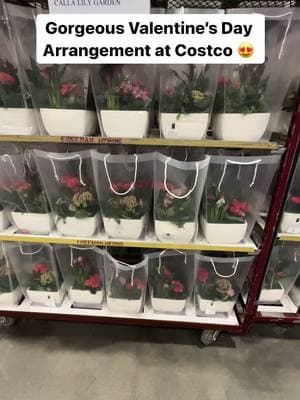 Gorgeous Valentine’s Day Arrangement at Costco 😍 Calla Lilies in a beautiful vase for $29.99  #Costco #CostcoFindsCa #costcocanada #canada #CostcoBuys#costcodeals#costcowholesale#costcofindscanada #valentines #ValentinesDay #flowers #callalily 