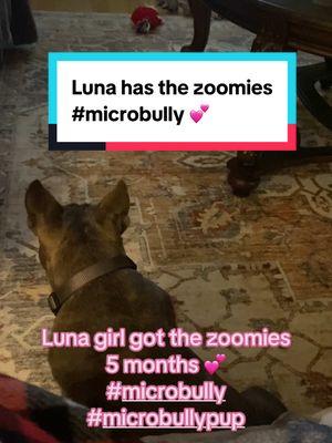 💕 My baby microbully 💕Luna girl 5 months old 22lbs She’s going to be a big girl. She had the zoomies #microbully #microbullypup #dog #fyp 