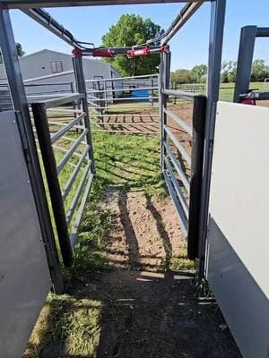 Sort cattle from your SILENCER  *can be added to your existing chute  #eatbeef #silencerchutes #turretgate #ranching #vetmed #feedlot #cattle #cattleranch #ranchlife #cattlefarm #cowboylife #calves #bulls #bovine #livestock #stockyards #rancher #farmlife #branding #rodeolife #ranchtok #farmtok #cattletok #calftok #cowcalf #backgroundingcattle #feedlotlife #feedlotcowboy #brandingseason #bullsale #taggingcalves #taggingcattle #heifercalf #showsteer #cattleshow #cowboyup #balebed #workingranch #ranchin #stockshowlife #bisonranch #buckingbulls #buckingbull #buckinghorses #buckinghorse #roping #ropingcattle #ropinghorse #cattlewomen #cattlemen #cattleman #ranchpony #cattleauction #salebarn #processingcattle #cattlebreeding #dairyfarmer #kansasbeef #safetyfirst #silencerchute #penrider #feedingcattle #vettok #vetschool #vetschoollife #cattlemenscongress #nwss #aussiebeef #floridacrackers #kentuckycattlemen #kansasbeef #nebraskacattlemen #texascattle #texascattleranchers #oklahomacattle #blackangus #blackanguscattle #blackangusbulls #anguscattle #redangus #redanguscattle #redangusbull #simangus #simmental #simmentalcattle #simmentals #charolais #charolaiscattle #charolaiscross #charolaisbull #hereford #herefordcattle #herefords #shorthorncattle #shorthorn #longhorncattle #beefmaster #beefmastercattle #beefmasterbull #gelbvieh #gelbviehbull #wagyu #wagyucross #corrientes #tiedownroping #calvingseason #limousin #limousincattle #limousinbull #aubrac #braford #brafordcattle #brahman #brahmancattle #chianina #droughtmaster #fleckvieh #lowlinecattle #maineanjou #piemontese #santagertrudiscattle #simbrah #zebu #westernlifestyle #agriculture #prca #molymfg #molymanufacturing #cowcountry #portablecorral #portablecorrals #wheelcorral #apcorral #businessbreed #angusassoc #Bison #bisonranch #bisonbull #buffaloranch #bisonmeat #workingranch #bullcalves #agritok #rfdvt #cowboychannel #cowgirlchannel #nfr #nfr2023 #nfrfashion #cowboychristmas #cattleindustry #stockers #cattlecare #femalefarmer #justranchin #womeninag #cowhorses #feedyard #ranchingfamily #growangus #livestockequipment #ranchwork #nelore #nelores ##nelorebrasil #tronco #troncos #pecuaria #touros 