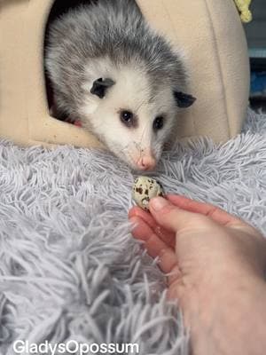 Baby Nancy enjoys a quail egg 🥚 #fancynancy #bemyvalentine #galentine #opossum #possum #snack #egg #mbd #HealingJourney #Foodie #snacky #opossumsoftiktok #possumtok #possumsoftiktok #possum #fyp #marsupial #pouchpal #nonreleasable #wildlife