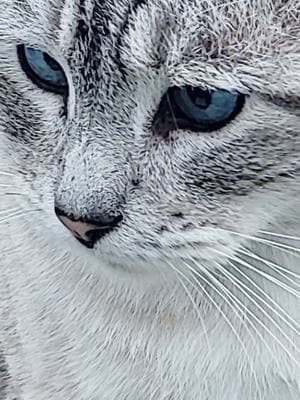 gatos con ojos bonitos👀👀 #gatos #gatosbonitos #gatosdetiktok #gatosrescatados #kokoniko #viralvideo #paratiiiiiiiiiiiiiiiiiiiiiiiiiiiiiii 