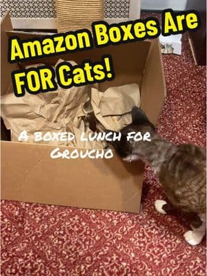 Enriching for cats to get at least some from from an Amazon box #groucho #devonrex #catsoftiktok #catbehavior ##enrichmentforcats #cats #stevedale #stevedalepettips @Amazon 