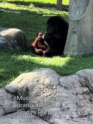 More video of my time with @linda.chavez.music and @rachgomeze playing for the animals @gladysporterzoo ! This starts with orangutans, but wait for the special guest star sitting in! #fyp #fypage  #orangutan #gibbon #primate #primates #ape #apes #music #musicians #piano #violin #wildlifephotography #zoo #zoos #zoopics #zoophotography #animal #animals #animalphotography #animalpics #zooanimal  #zooanimals #animalphotographers #animalsofinstagram #animallover #animallovers #savewhatyoulove 