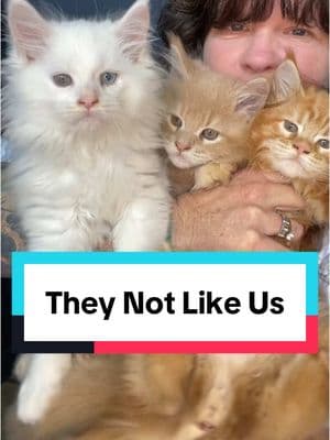 It’s true, they not like us #sassykoonz #mainecoon #kittens #luxury #aminor #blapblap #breeder #gangsta 