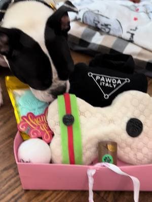 #spoiled #spoileddog #contest #contestwinner #winnerwinnerchickendinner #fy #fyp #doggo #dogsoftiktok #PetsOfTikTok #pets #dog #bostonterrier #bostie #dogmom #dogmomlife #dogmomaf #petloversoftiktok #handsome #cutie #dogs #pet #petlover #pettok 