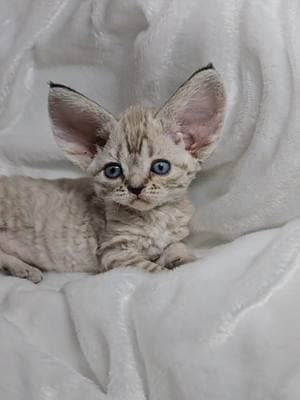 grouchy kitten #devonrex #kitten #kittens #cat #gato #devonrexkitten #cute #catlover #yokokat 