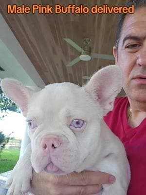 #frenchbulldog #frenchi #frenchie #frenchiesoftiktok #dog #dogtiktok #frenchiforsale #frenchiepuppy #miami #fyp #foryourpage #exoticbulldogs #frenchiesociety #frenchiesofinstagram 