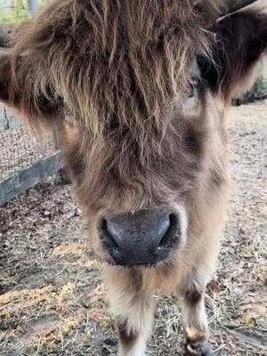 Giving my sweet girl some sweet treats❤️🤎#scottishhighland #highlandcow #scottishfold #fluffycows #floof #cuteness #cuteanimals #minicow #cowlove #cow #cowsoftiktok #fypage #happycows #petcow #hobbyfarm #cowlife #cowtok #highlandcattle #countrylife 