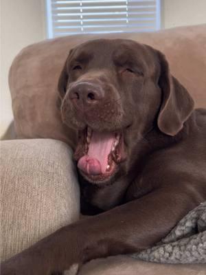 It’s hard having this full time job #labsoftiktok #chocolatelabrador #spoiled #sleepallday #professionalnapper #naplife #sleepydog #rufflife 