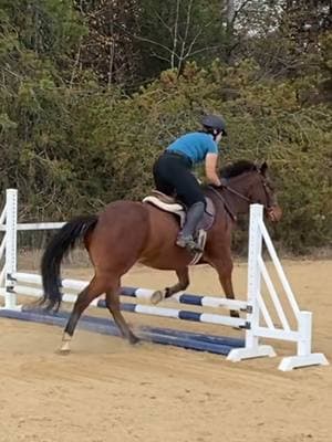 I’ve changed… Cat has not 🤣 (he’s still a SAINT though) #lazyhorse #equestrian #horsesoftiktok 