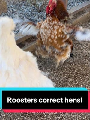 Every flock should have a rooster (unless HOA doesn’t allow it) they keep the pecking order in check! 🐓#rooster #roosters #chickens #fyp 