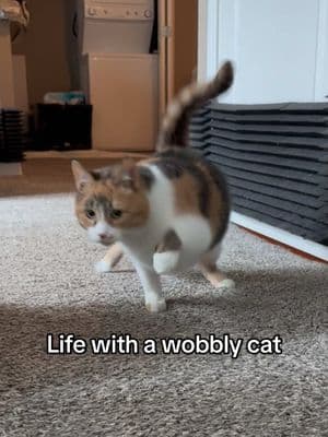 Her wobbles got nothin’ on her #wobblycat #cerebellarhypoplasiacats #cerebellarhypoplasia #chcat #calicocat #calico #cutecat #catsoftiktok #stomp #asmr #foryoupage #fyp 