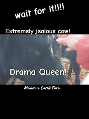 #jealous #jealousy #bad #drama #dramaqueen #mamaskye #attention #me #mad #memoriesbysheri #mountaincastlefarm #farminglife #hobbyfarm #homestead #mountainhomestead #barnyard #cow #personality #mybaby 