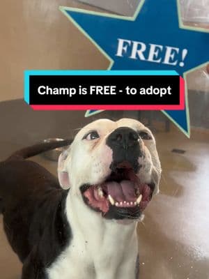 Champ is free - to adopt! #shelterdog #adoptme #crazy #free #shelterdogs #shelterlife #shelterpetsoftiktok 