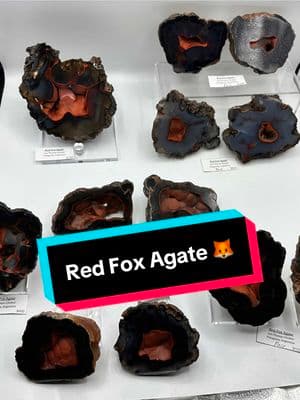 🦊RED FOX AGATE from the 2019 find in Patagonia, Argentina. The red hematite inclusions POP against the jet black agate (which is UV reactive & glows green!)  . . #fyp #myfyp #nectargems #crystaltok #crystalshop #crystalcollection #crystalcollector #rarecrystals #crystals #fineminerals #finemineral #agate #agateslice #geode #geodes #mineralcollection #mineralcollector  #mineralspecimen #mineralspecimens 