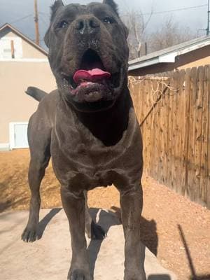 Melow showin off for the camera at just 16 months and slowly turning into an amazing Stud with an excellent temperament we’re super excited to see what this boy does in the future for our program #dogsoftiktok #petsontiktok #doglife #doglover #petlover #canecorsoitaliano #canecorso #fyp #bigdog #workingdog #blackguardianzcanecorso #dogoftheday #stud #tiktokfamous #tiktokdogs 