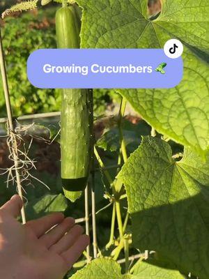 Cucumbers are delicious, healthy and versitile 🥒 #cucumber #growingcucumbers #pesticidefree #organicgardening #planttips #plantsoftiktok #garden #gardening  #cucumbersalad 