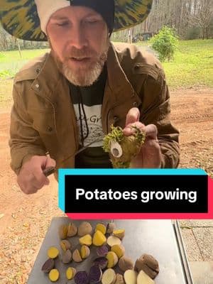 Potatoes! Seed potatoes and store bought potatoes will grow if they have some eyes on them #potato #potatoes #seedpotatoes #growpotatoes 