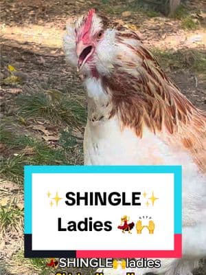 all the SHINGLE ladies #dadjokes #beyoncé #singleladies #joke #funnyanimals #chickens #rooster #chickenhappyhour  