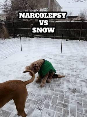 #dogtok #narcolepsy #narcolepticdog #goldendoodle #doodle #dogmom #doglover #teamtoast #toastthenarcolepticdoodl 