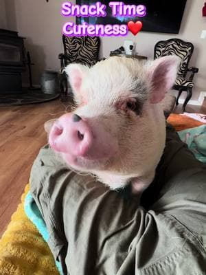 My little shadow❤️ And turning into quite the snuggle bug❤️  Olivia had been with her previous family for 5 years before coming to our sanctuary. It took months before she allowed affection without complaint. Once she came around, she accepted touches and has even worked her way to frequent belly rubs and choosing to snuggle beside both humans and other piggies. The coolest thing about this super cute video is her location. Today she climbed into my lap and snuggled right in…and that was before the snack delivery…Happy mama here!!❤️🐷 We are often asked if older pigs can bond with a new family. Potential adopters have been hesitant ..well here’s your answer❤️❤️ ❤️ #shadow #whatwedo #piddyslegacy #howweroll #luvthesnout #sanctuary #rescue #nonprofit #california #sanctuarylife #fy #cutepig #pig #minipig #Love #animalrescue #animallover #kahu #snack #more #begging #cute #yummy #forever #adorable #prettygirl #livingmybestlife 