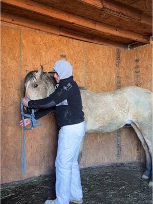 so yea I’m obsessed with my new colt 🤭#fypシ #quarterhorse #colt #buckskin #zackbryan #oklahomasmokeshow 