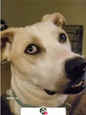 👁️ 👄 👁️ #teef #teefies #teeth #teefers #cheese #dog #dogsoftiktok #dogs #dogsofttiktok #doglover #dogmom #dogtok #doggo #happydog #happydoggo #cute #cutedog #funnydog #funnyvideo #funnymoments #staring #weirdo #weirddog #Love #fypdog #fypdogggggggg #dogfyp #onthisday #fyp #foryou #foryoupage #freezing #freezingrain 