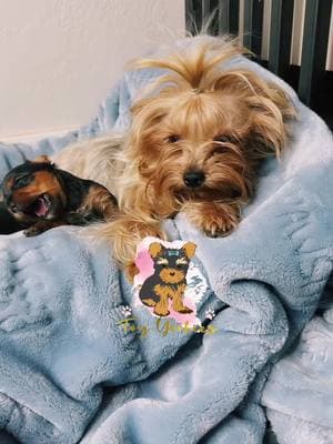 #yorkshireterrier #yorkie #yorkiesoftiktok #valentines #valentinesgift #yorkies #toyyorkies #yorkiebreeder #yorkiebaby #smallbreed #toy_yorkies #cuteness #yorkiepuppy #smallpuppies #yorkiemom #yorkielife #yorkiesofficial #yorkiesofinstagram #fyp #fypシ゚viral 