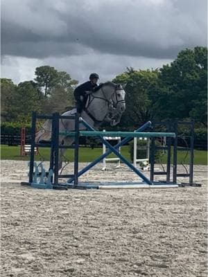 Fury girl getting ready for her first FEI Grand Prix this weekend🥳🥳🥳 #forsale #equestrian #wellington #Wef #PonyUpSporthorses #GrandPrix #showjumper #U25 #equestriansport #Fury 