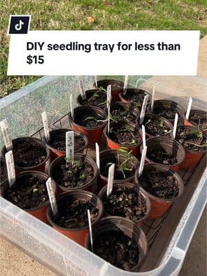 My $15 DIY seedling tray and how I use it #gardening #gardeninghacks #gardeningtips #seedlings #seedlingtray #DIY 